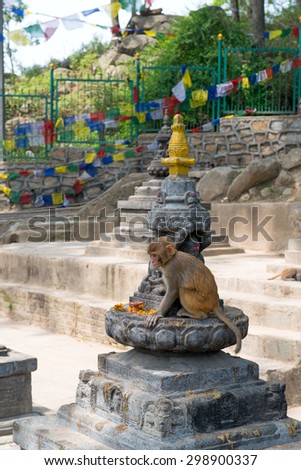 Monkey in Swayambhunath religious complex aka Monkey Temple - ancient religious complex, on the west of Kathmandu city.