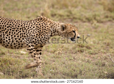 The cheetah, fastest land animal from the cat family.