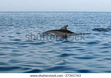 Dolphins in Indian ocean near Africa