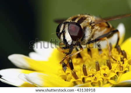 hover-fly washes proboscis