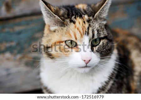 tricolor cat looking away close up face