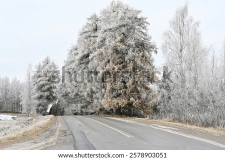 Image, Stock Photo no stopping under birch trees