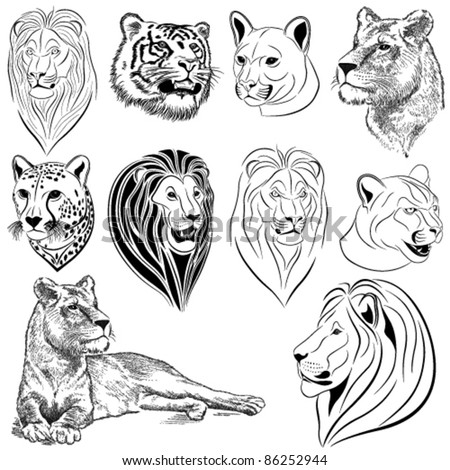 Set Of Vector Lions, Tigers, Pumas, Cheetahs - 86252944 : Shutterstock