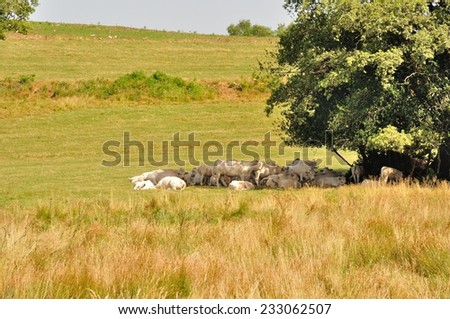 Tree and cows in meadows