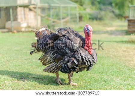 Turkey animal on spring green grass