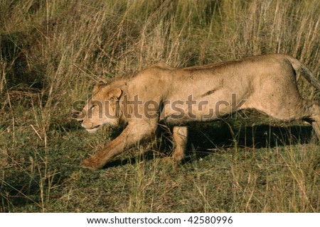 African lion stalking prey