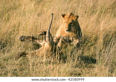 Lions play fighting in Kenya