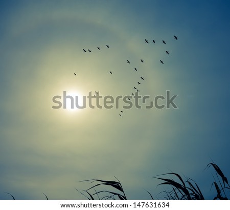 Silhouettes of a flock of birds