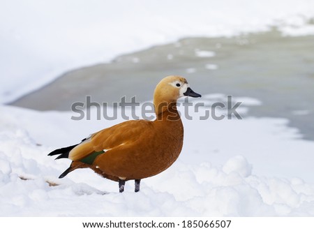 Ruddy Shelduck. Ruddy Shelduck, or red duck (lat. Tadorna ferruginea) waterfowl family of ducks, similar to the common. The bird has a orange-brown plumage with a lighter head.