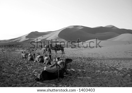 Camels resting in a desert in B/W