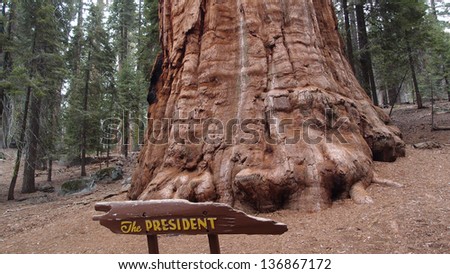 The President, Giant Forest, Sequoia National park, California, USA