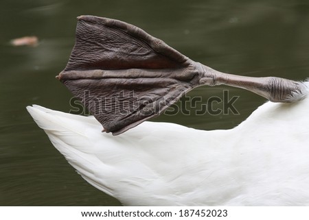 Mute Swan, Webbed feet