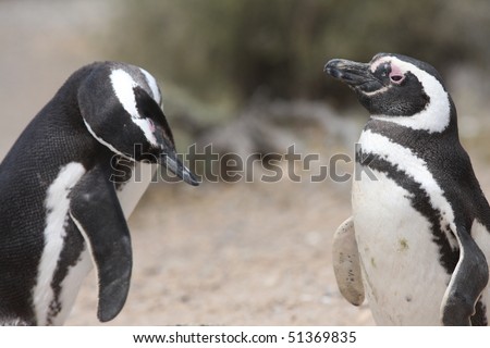 Two funny Magellanic penguins