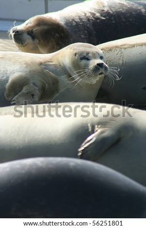 Seals in the seal sanctuary, Pieterburen, Netherlands