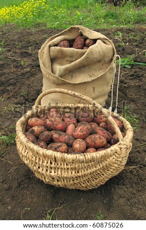 Freshly dug potatoes in a basket and burlap bag