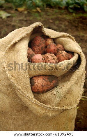 Freshly dug potatoes in a burlap bag