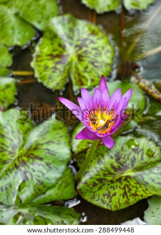 Lily flower with bees. A nice shot at a distance. You can easily crop or isolate the pond from the background.