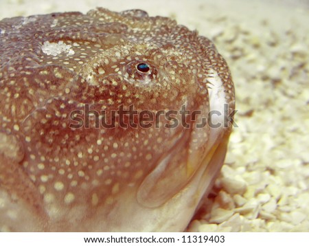 Northern Stargazer Fish (Astroscopus Guttatus) Close Up Of Head ...