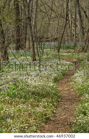 Springtime Path Through Bull Run Regional Park, Fairfax, VA During the Virginia Blue Bell Bloom Vertical