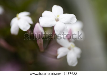 Photo of small white flowers shot at very high magnification.