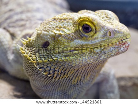 close-up of a bearded dragon