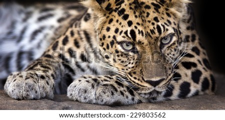 closeup of a amur leopard making eye contact