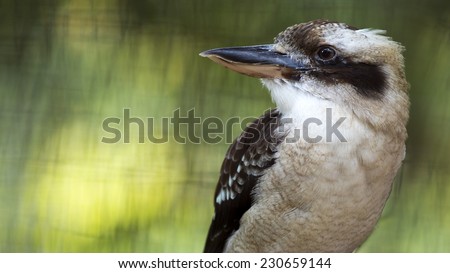 closeup portrait of a laughing kookaburra bird with room for text