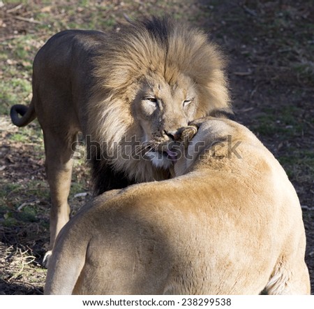 African lion couple showing affection