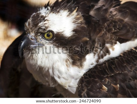close up portrait of an osprey making eye contact