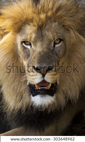 close up portrait of an adult African male lion making eye contact