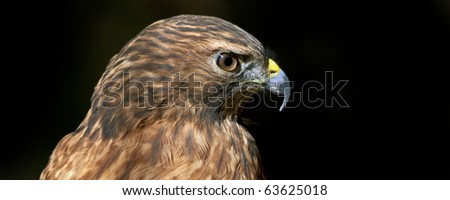 portrait of a red tailed hawk