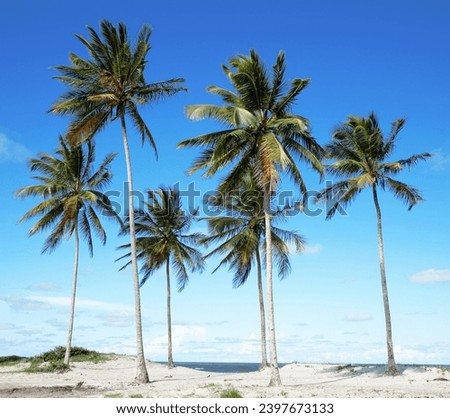 Similar – Strand in Bahia