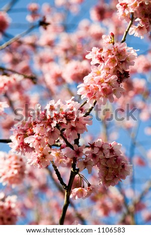 Blossoming cherry tree in spring with a blue sky in the background.