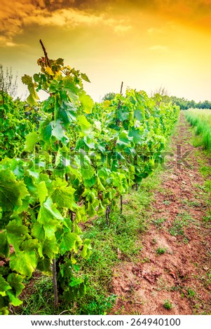 Croatia - vineyard on Istria peninsula. Agriculture on red soil.