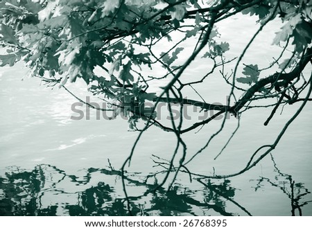 Oak tree branch touching the water on a lake