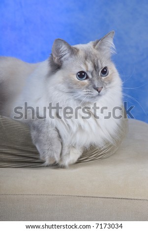 White Pure Bred Ragdoll Cat with blue eyes
