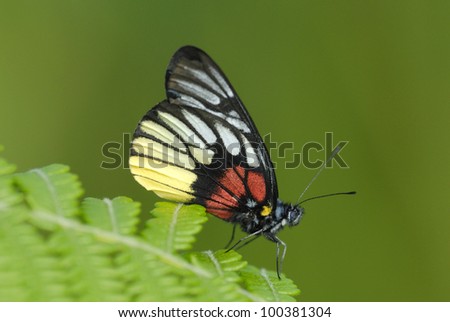 Exotic Red-base Jezebel butterfly (Delias pasithoe) in the rainforest