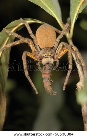 An enormous Huntsman Spider eating a caterpillar in Kakadu National Park, Australia