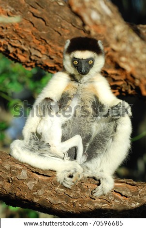 Stressed Mother Verreaux\'s Sifaka with her baby in the Berenty Nature Reserve, southern Madagascar
