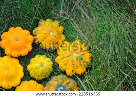 Yellow Squashes; a set of yellow squashes on grass