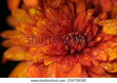 Water Drops on a Mum Flower; an Isolated Chrysanthemum flower with water drops on its petals