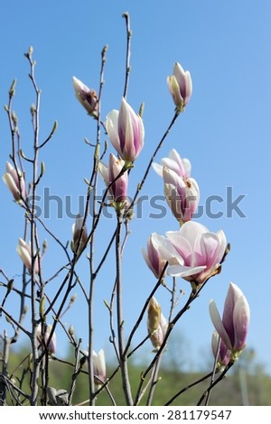 Magnolia Flowers and Sky