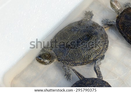 Turtle in Plastic Tub