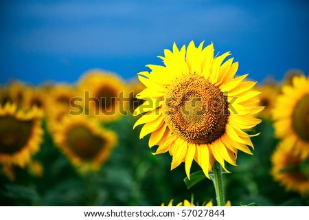 sunflower closeup ovaer dark blue sky horizontal