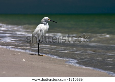 A shore bird hunts for its food