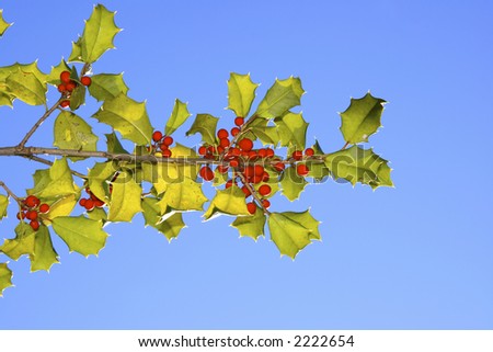 A holly branch with bright blue sky is now behind the bright red berries