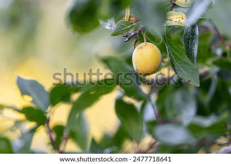 Similar – Image, Stock Photo Ripe yellow plums hanging from the tree.