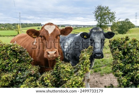 Similar – Foto Bild zwei neugierige Rinder stehen auf einer Wiese vor einer Windkraftanlage