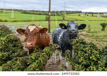 Similar – Foto Bild zwei neugierige Rinder stehen auf einer Wiese vor einer Windkraftanlage