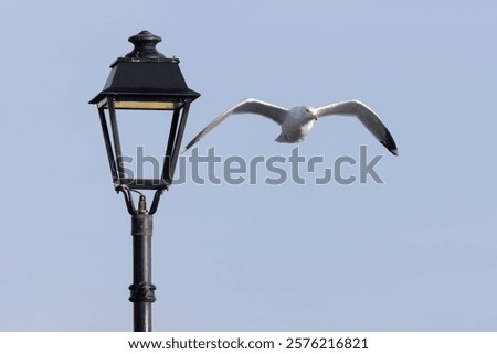 Similar – Image, Stock Photo Seagull on a lantern